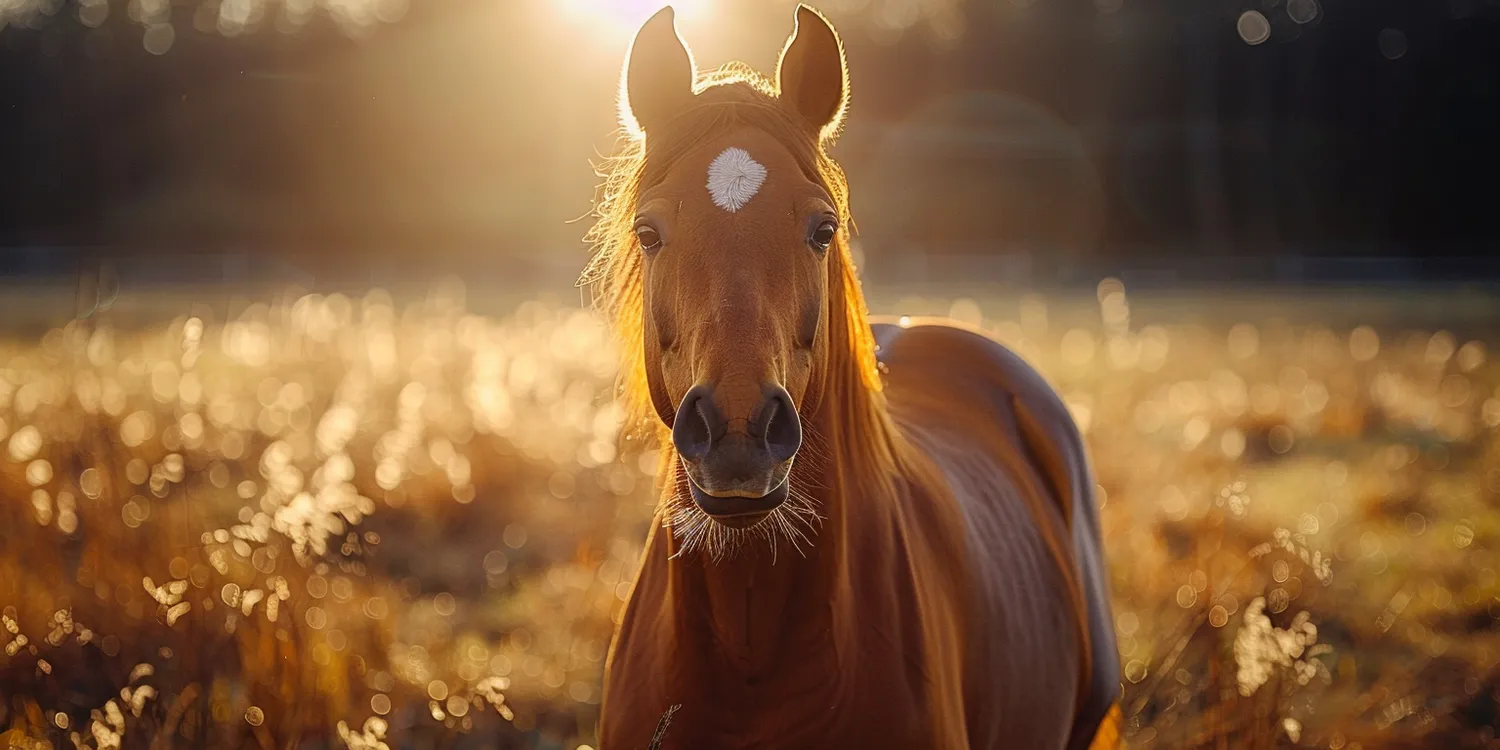 Czym jest kremacja zwierząt?
